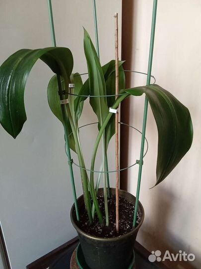 Эухарис амазонская лилия