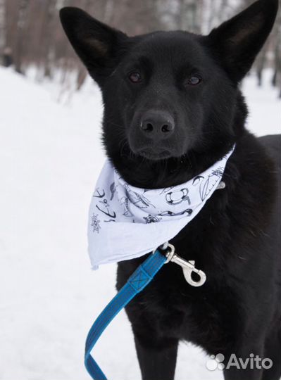 В глазах мольба и последняя надежда