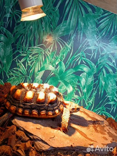 Сухопутная черепаха, угольная