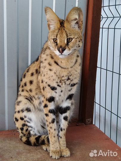 Котята саванна