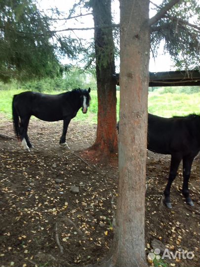 Кобылы с жеребятами (полутяжики)