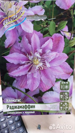 Астра, платикодон, морозник, прострел, кровохлебка