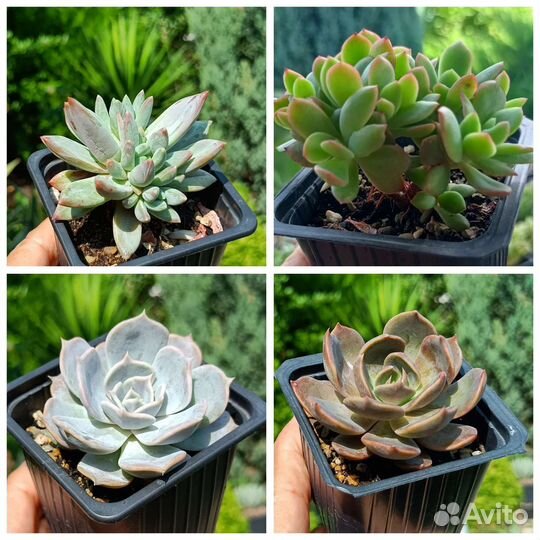 Редкие суккуленты
