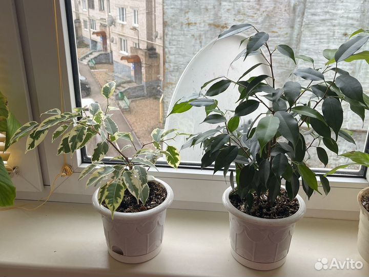 Спатифиллум, фикус, алоэ