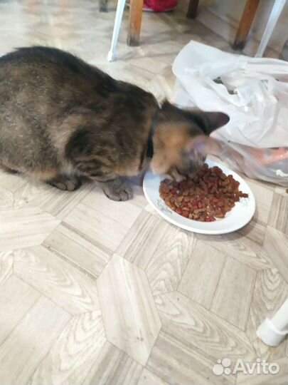 Кошки в добрые руки бесплатно