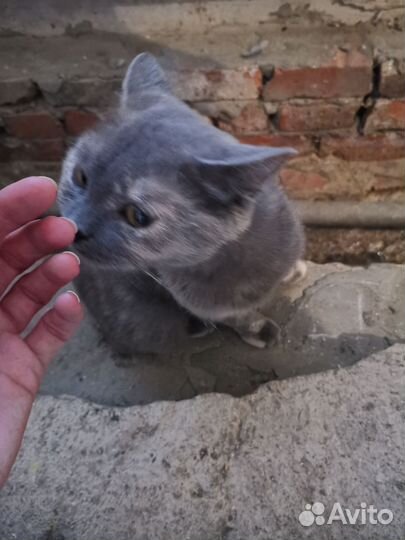 Британская