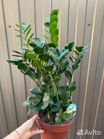 Замиокулькас Мидори раунд лиф