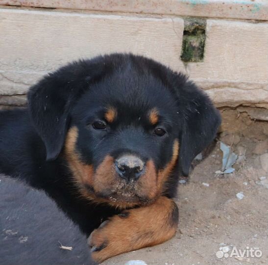 Ротвейлера девчуля 2,5 мес
