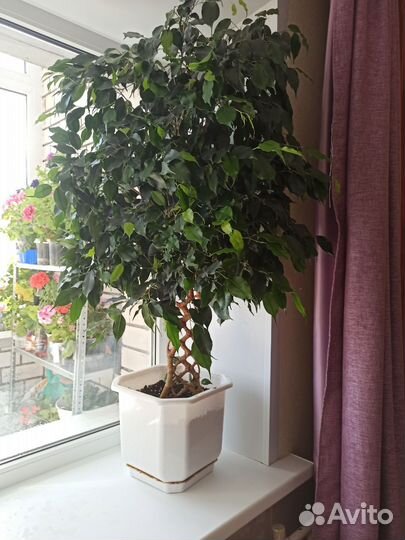 Фикус Бенджамина плетеный