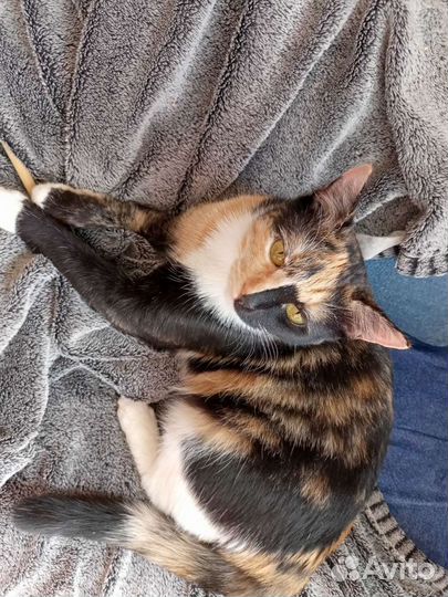 Кошечка 1,5 года,стерилизована