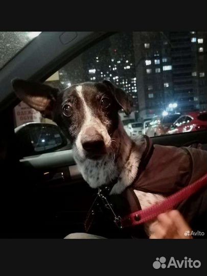 Собаку выловили в реке