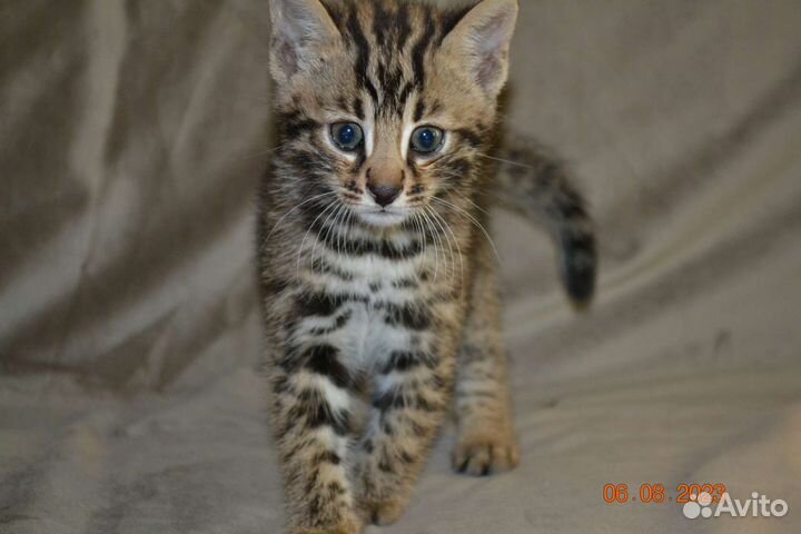 Гибрид мальчик Ф1 от длк и бенгальской кошки
