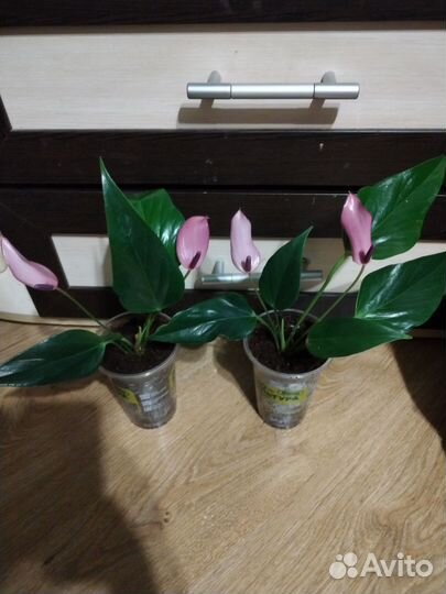 Антуриум зизу