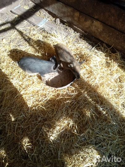 Венгерская мангалица