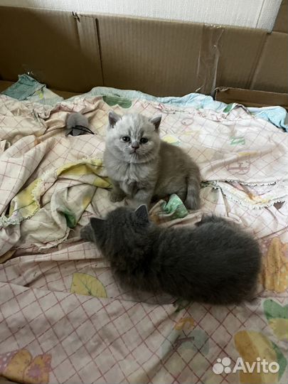 Британские котята