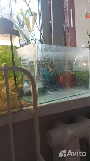 Аквариум