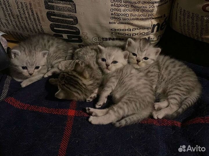 Кот для вязки