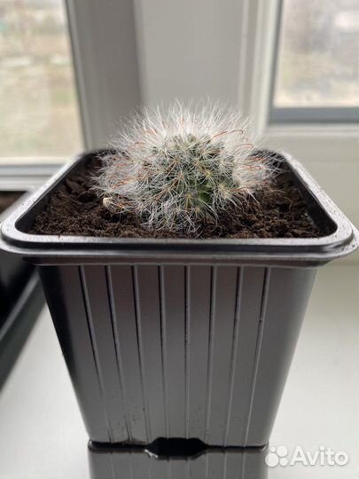 Кактус Маммиллярия Бокасанская (розовые цветки)