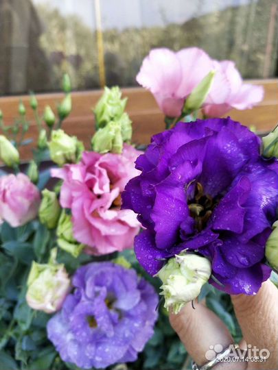 Эустома саженцы