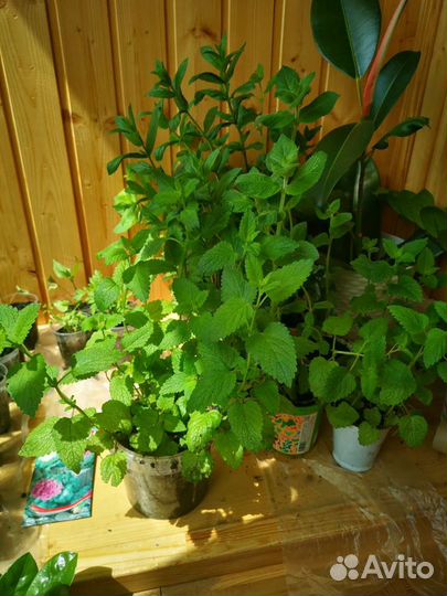 Мята мелисса (лимонная), садовая, перечная