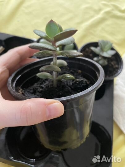 Толстянка (денежное дерево)