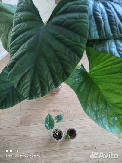 Алоказия Лукиван