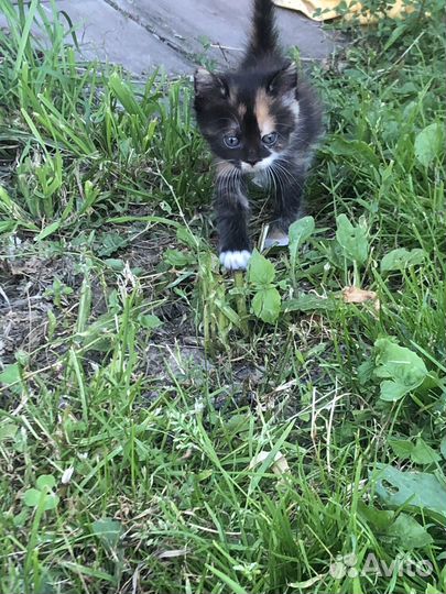 Котята бесплатно