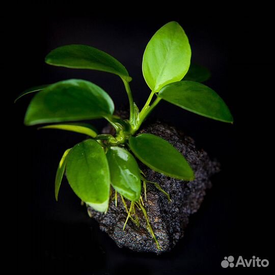 Аквариумные растения