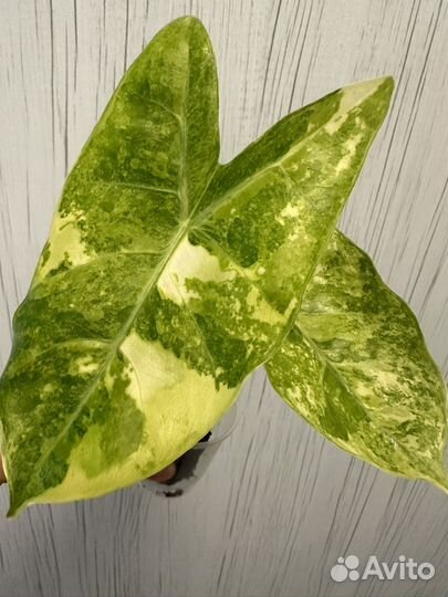 Алоказия Пинк Драгон вар