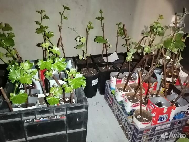 Вегетирующие саженцы винограда