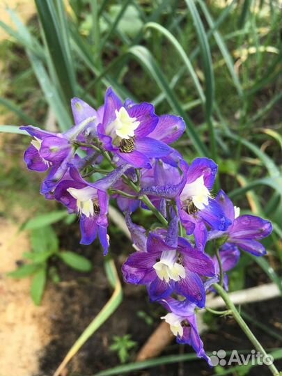 Дельфиниум саженцы разные цвета