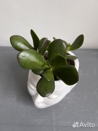 Цветок денежное дерево