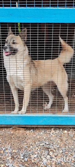 Собаки бесплатно