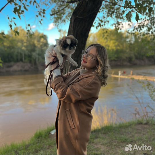 Девочка японский хин на вязку