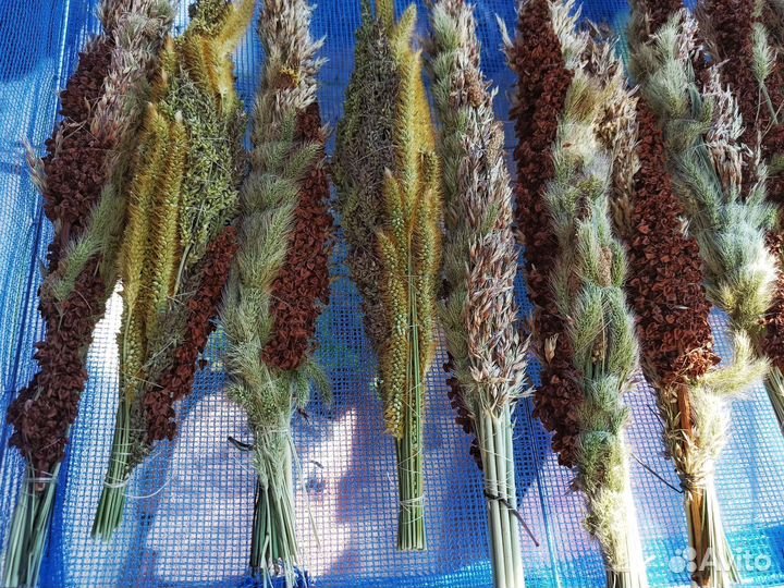 Корм для попугая