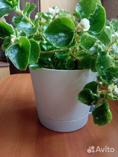 Бегония вечноцветущая белая и красная