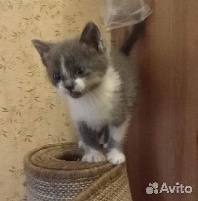 Котята маленькие коты и кошки отдам