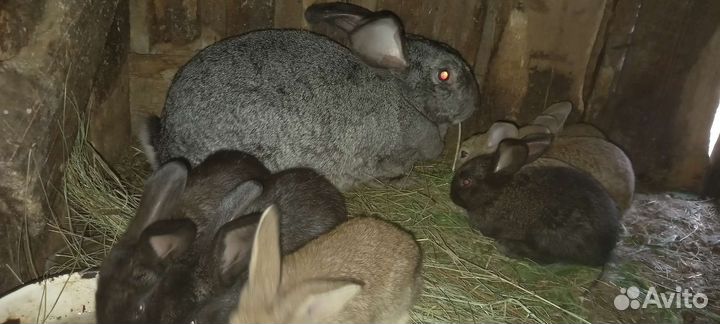 Крольчата Фландер