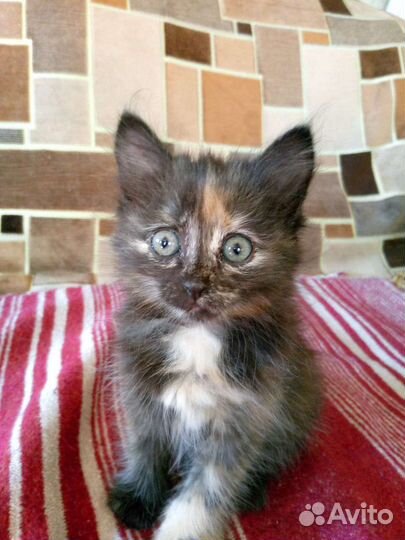 Отдам котят девочки