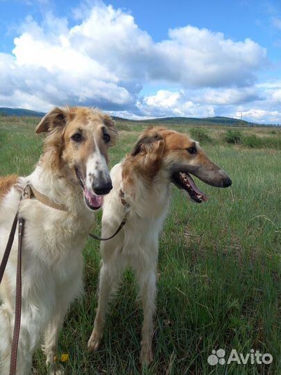 Щенки русской псовой борзой