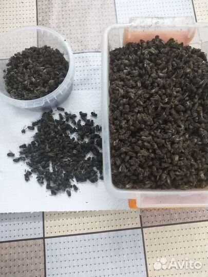 Пчелиный подмор