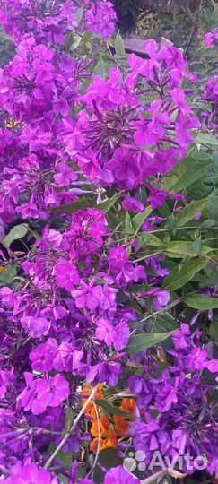 Флоксы,астильба,монарда,астранция