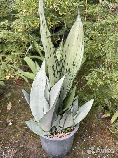 Сансевиерия муншайн бразилиан