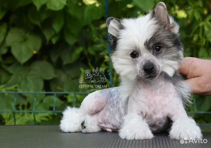 Китайская хохлатая голая мальчик