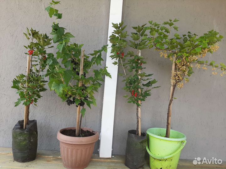 Смородиновое дерево