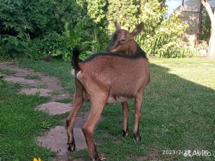Козлята альпийские
