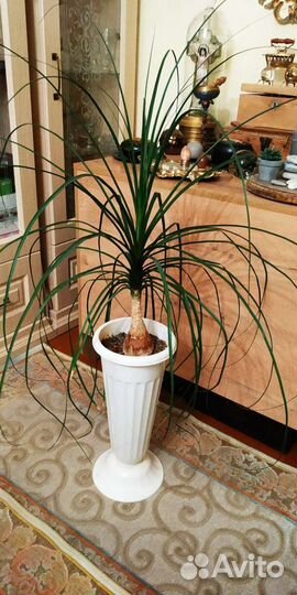 Бокарнея нолина