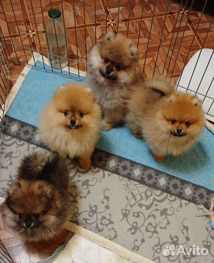 Щенки шпица