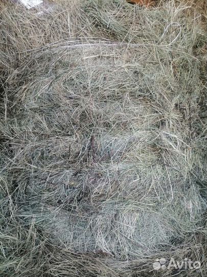 Сено зеленое