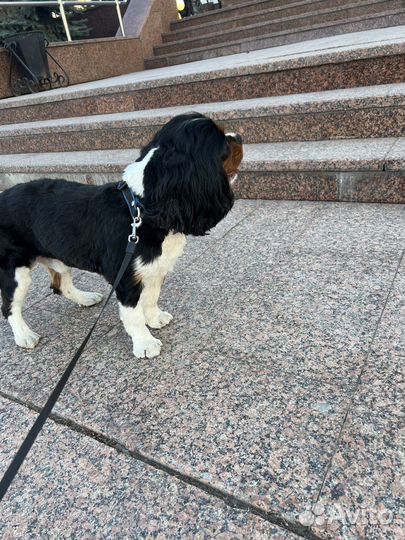 Кавалер кинг чарльз спаниель вязка